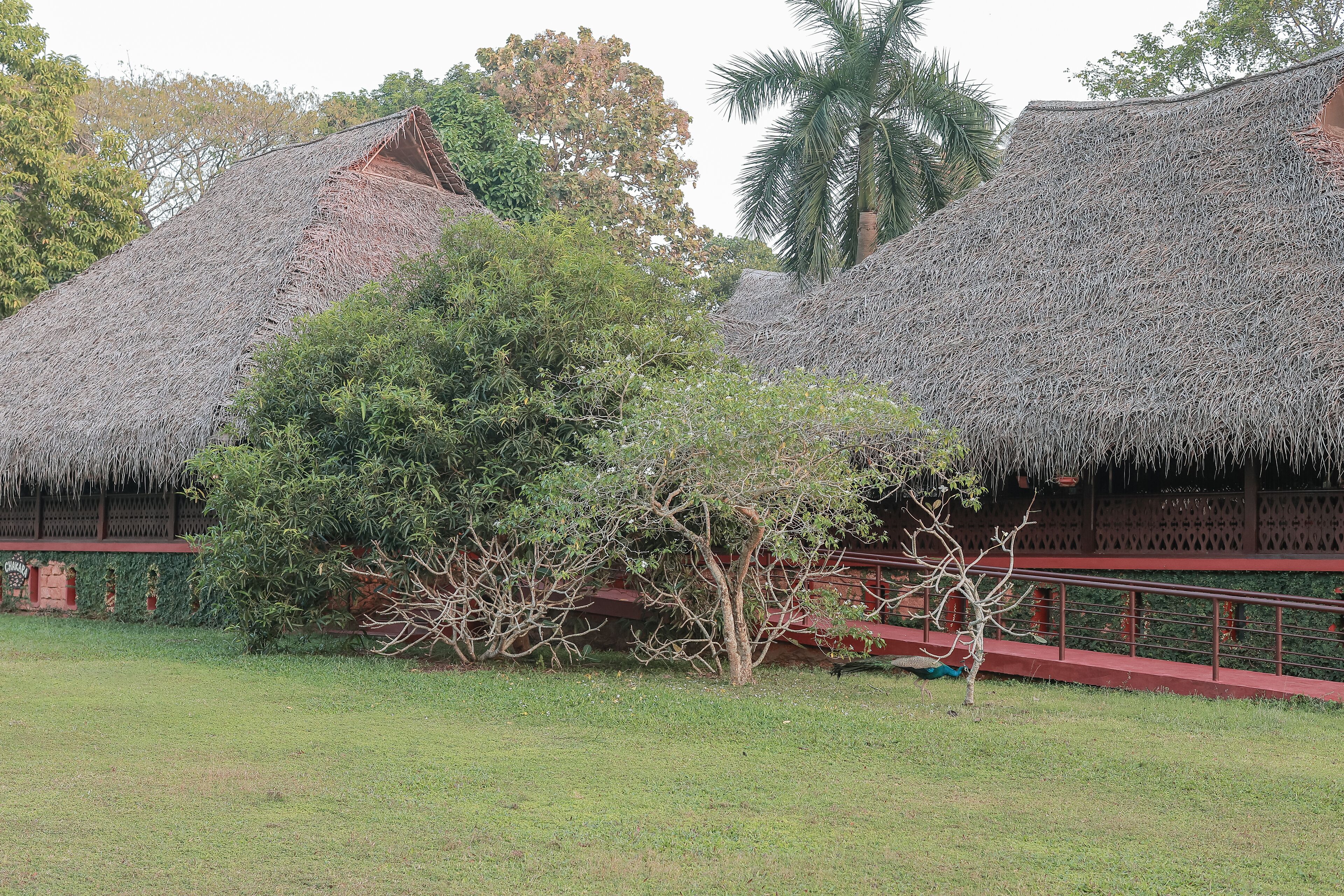 A traditional thatched-roof building with a red railing and a tree in the foreground.