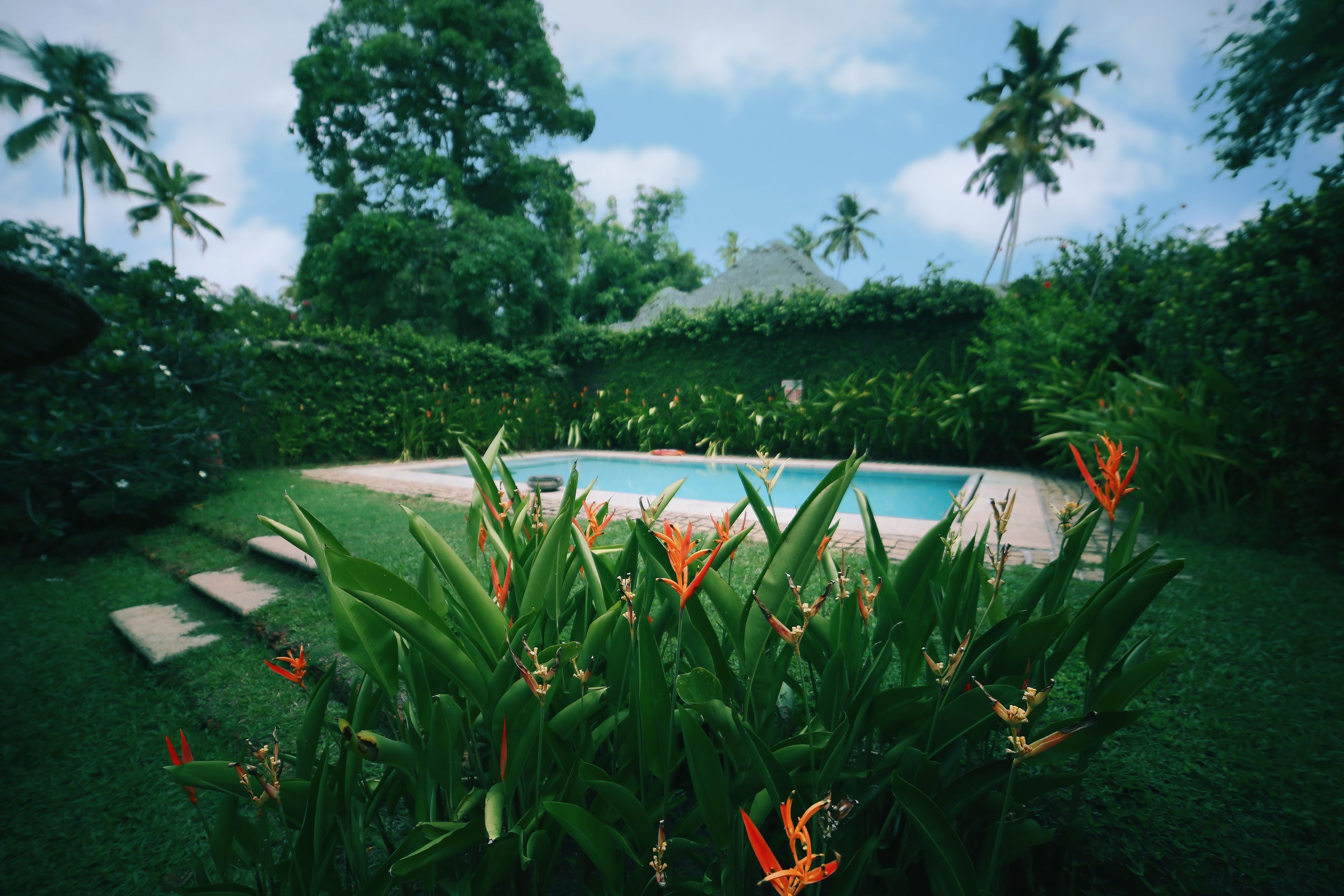 A pool surrounded by lush greenery and palm trees.