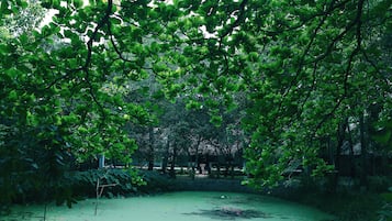 Vườn