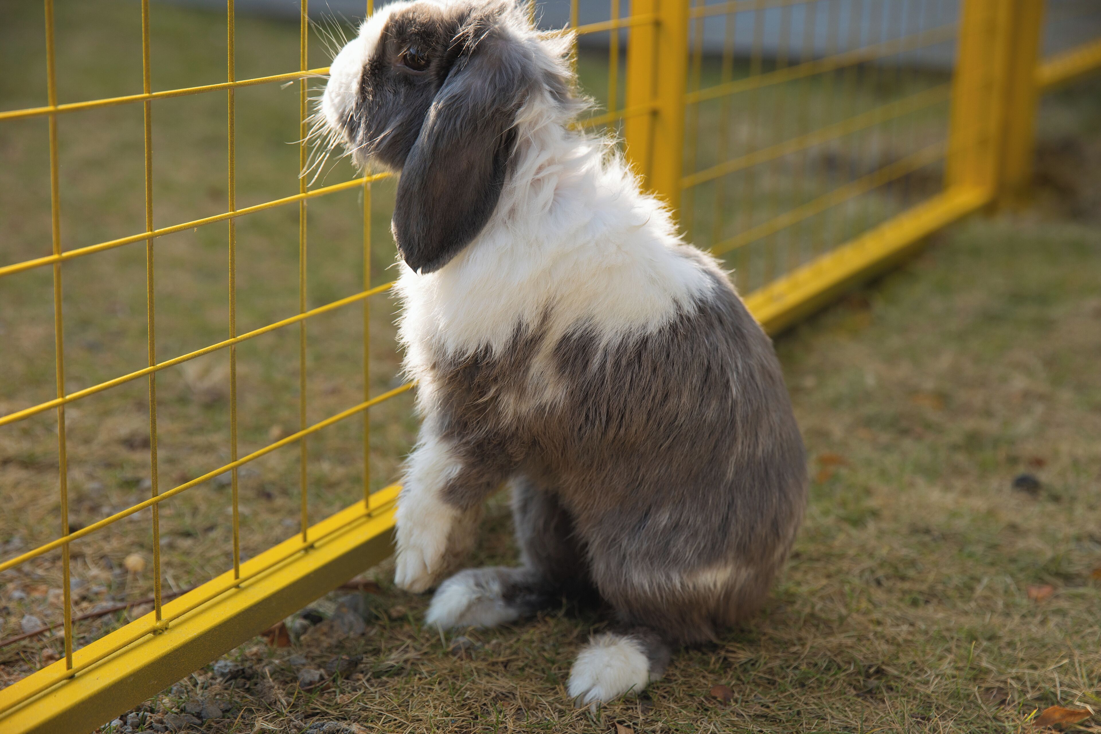 A dog sitting behind a yellow metal fence.