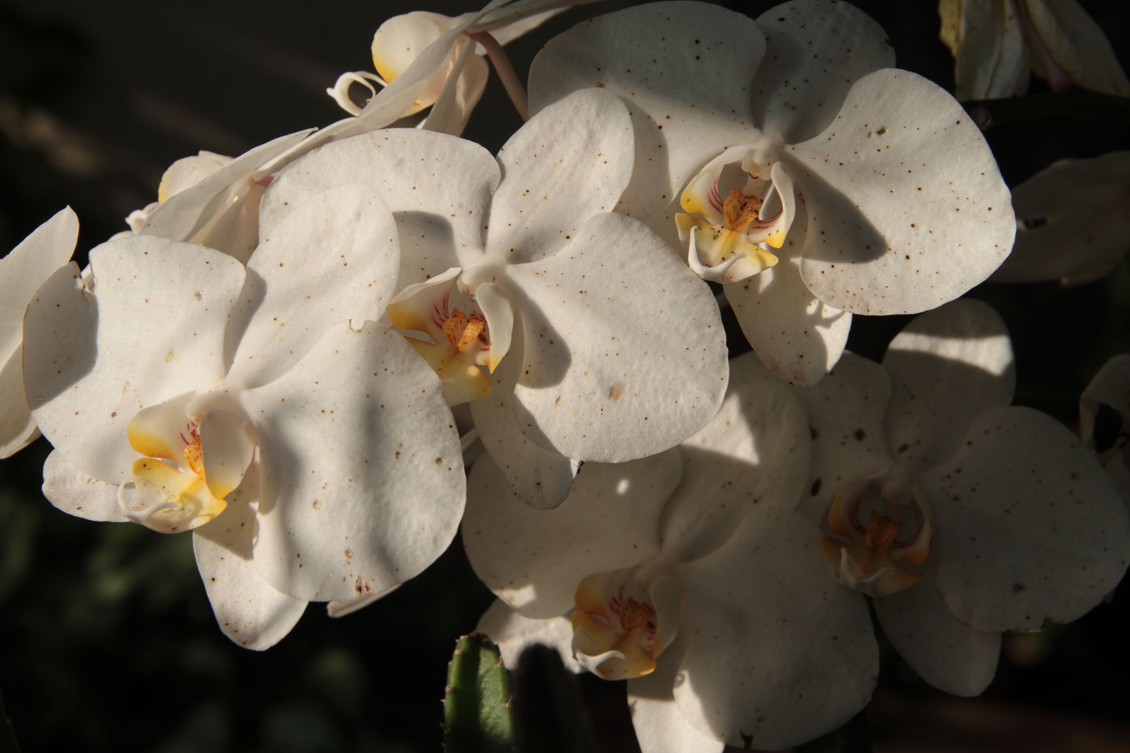 Foto - Pousada Surucuá - Bonito MS