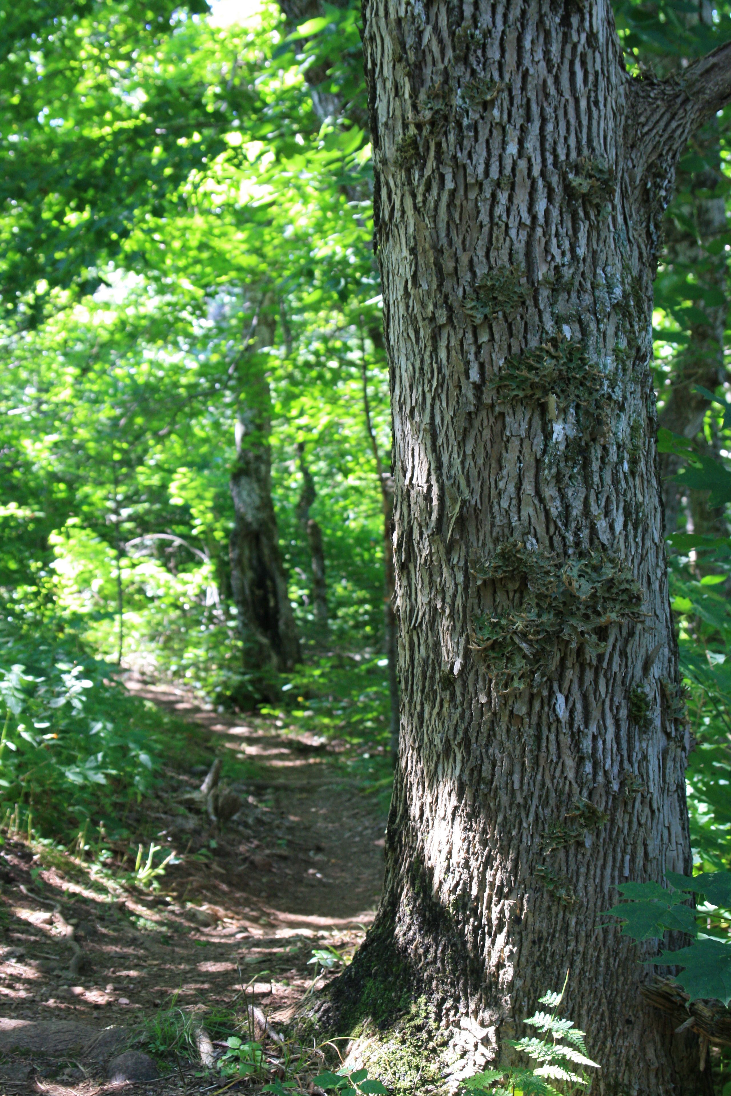 A forested area with a large tree trunk in the foreground.
