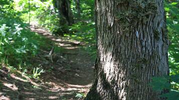 A forested area with a large tree trunk in the foreground.