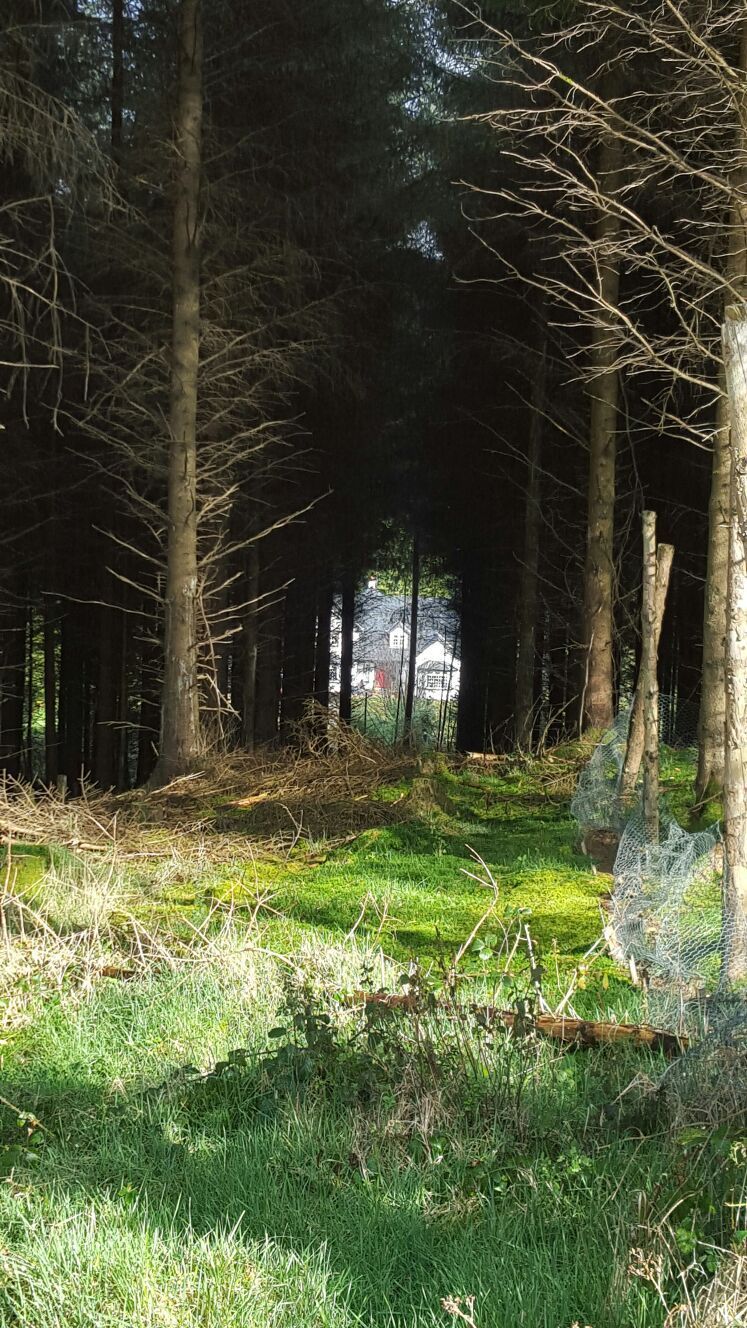 A forested area with trees and a house in the background.