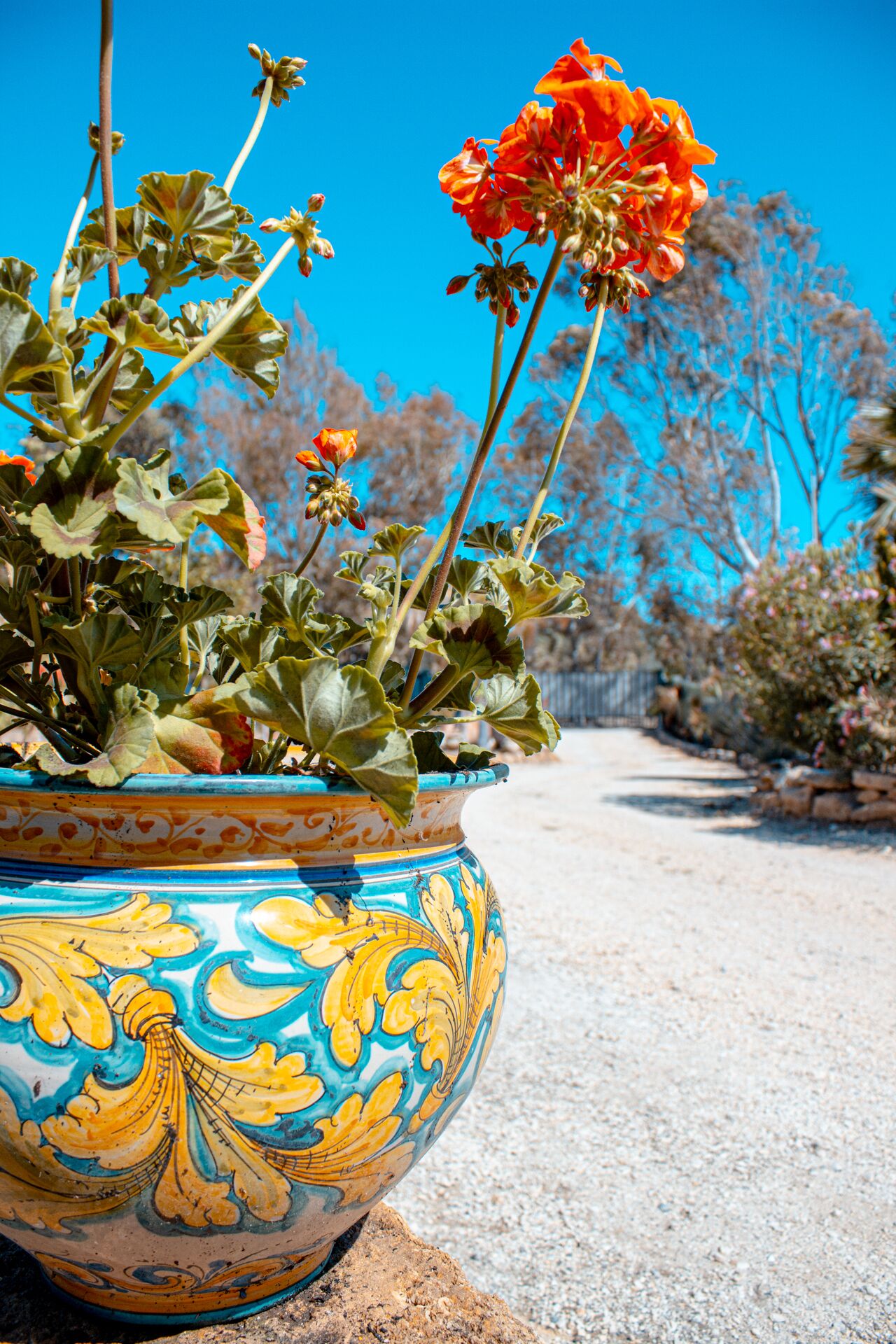 A potted plant with orange flowers in a decorative blue and yellow pot.