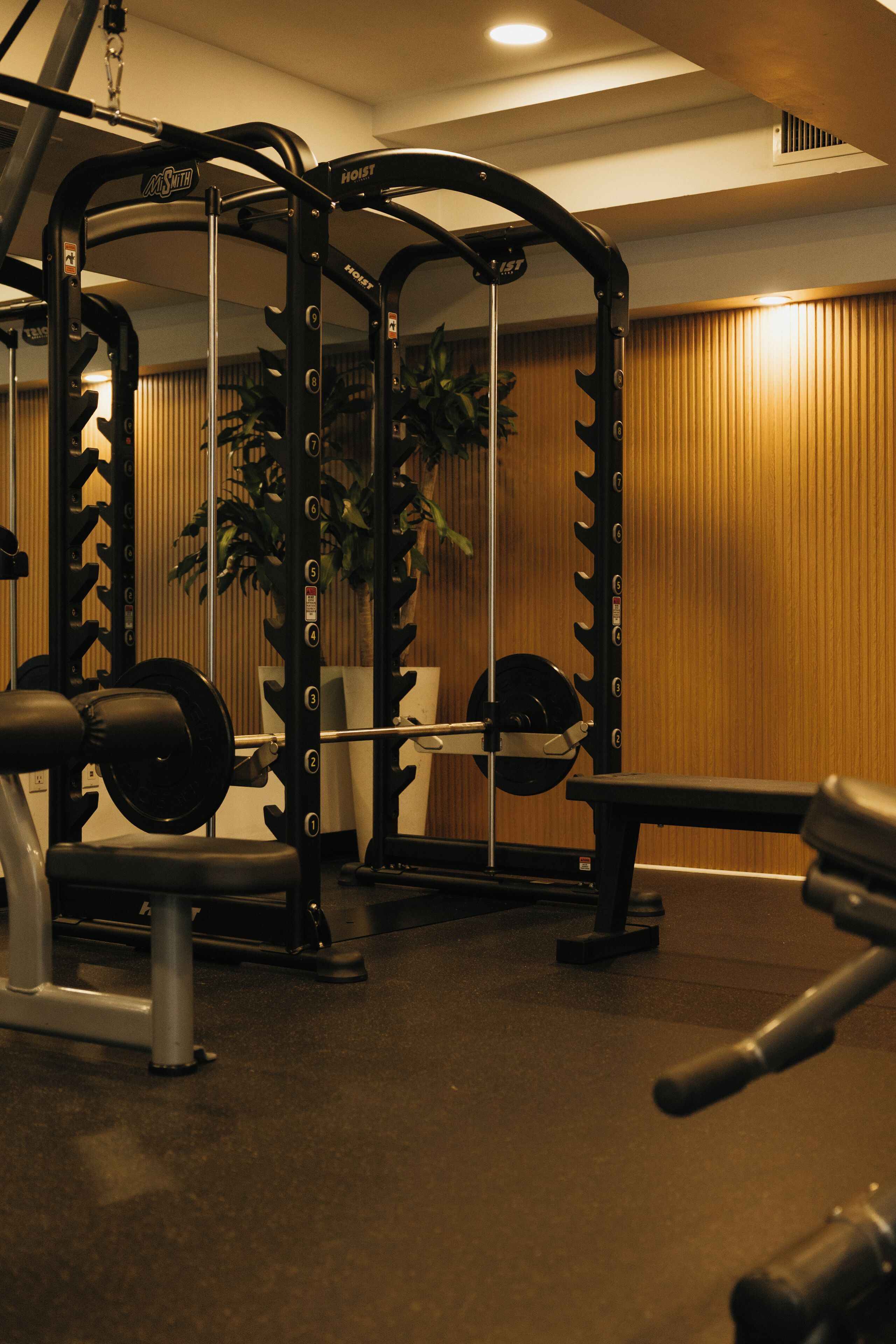 A gym with weightlifting equipment, a bench, and a plant.