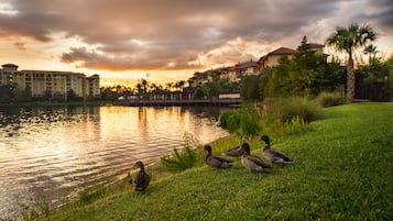 Vista sobre un llac amb un hotel al fons, una zona verda plena d'ànecs i un cel al capvespre.