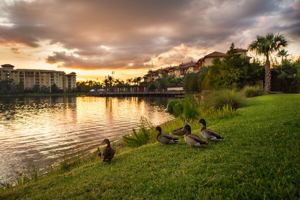 A lakeside view with a hotel in the background, a grassy area with ducks, and a sunset sky. - Wyndham Grand Orlando Resort Bonnet Creek (Orlando)