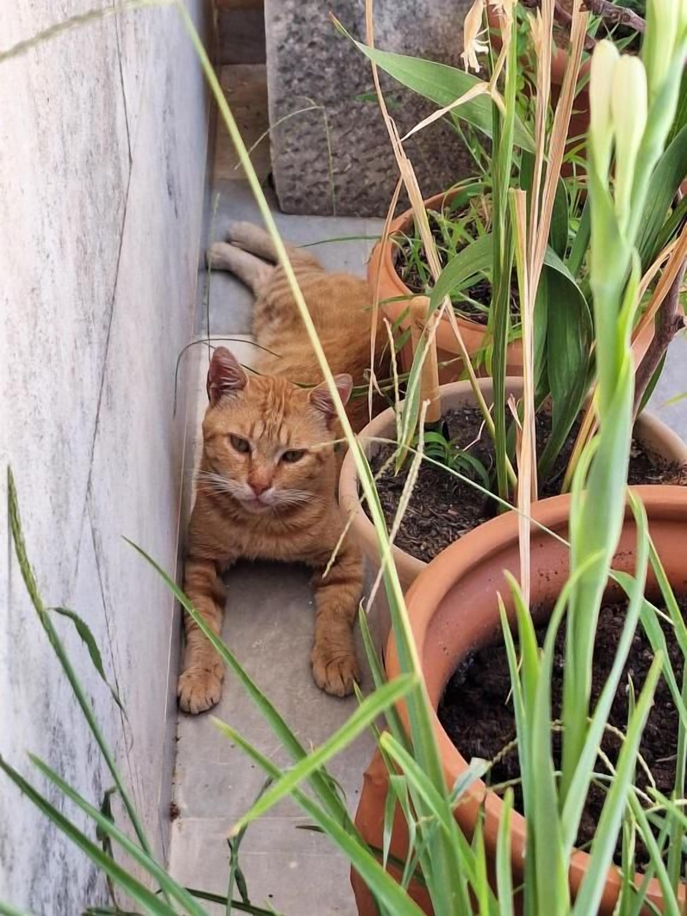 Un gatto sdraiato accanto a vasi di piante su una superficie in cemento.
