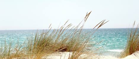 A beach with sand dunes and grass in the foreground, leading to the ocean.