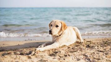 Un perro descansando sobre una playa arenosa, con el océano al fondo.