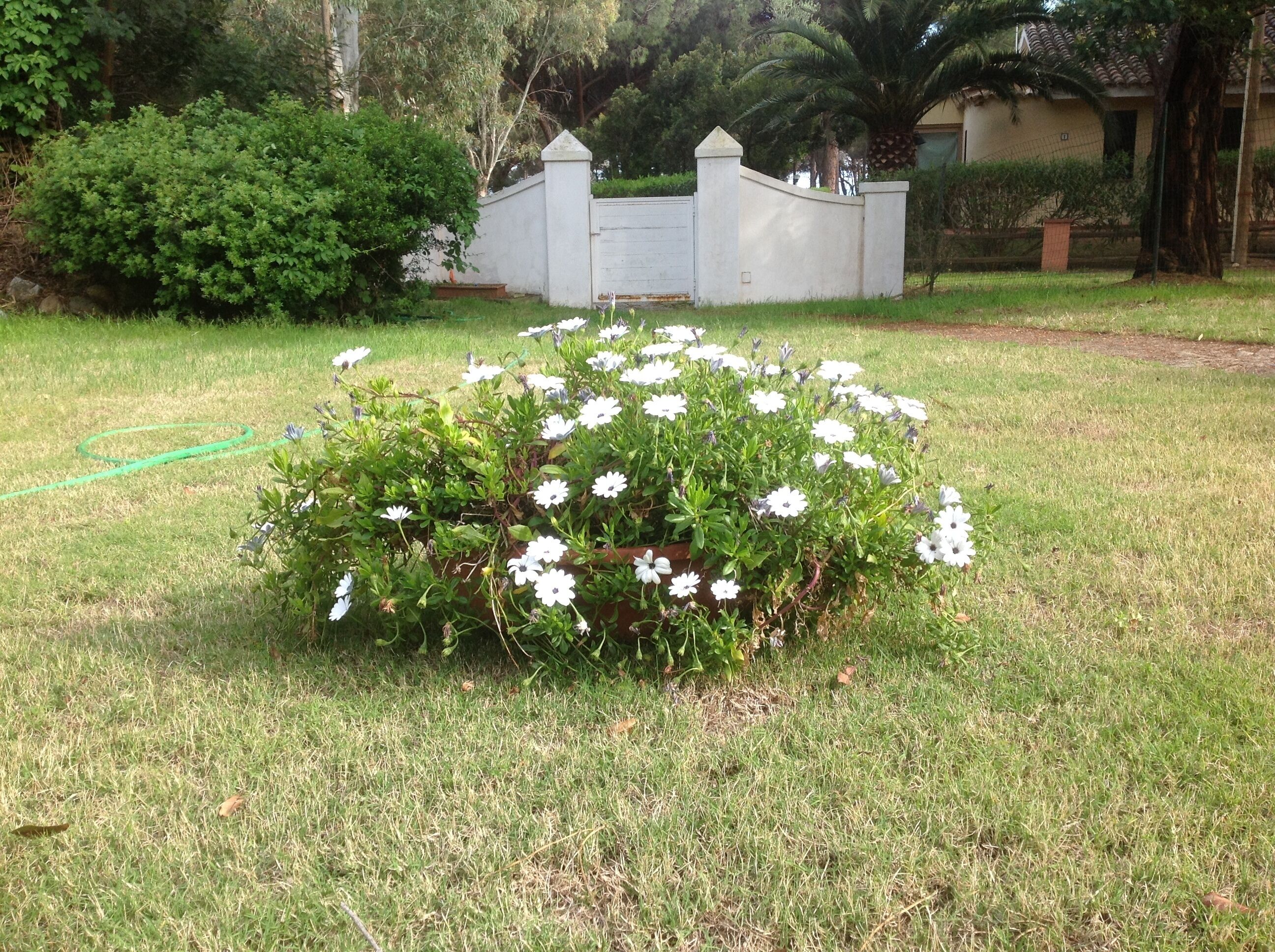 A garden with a white flower bed surrounded by a low wall.