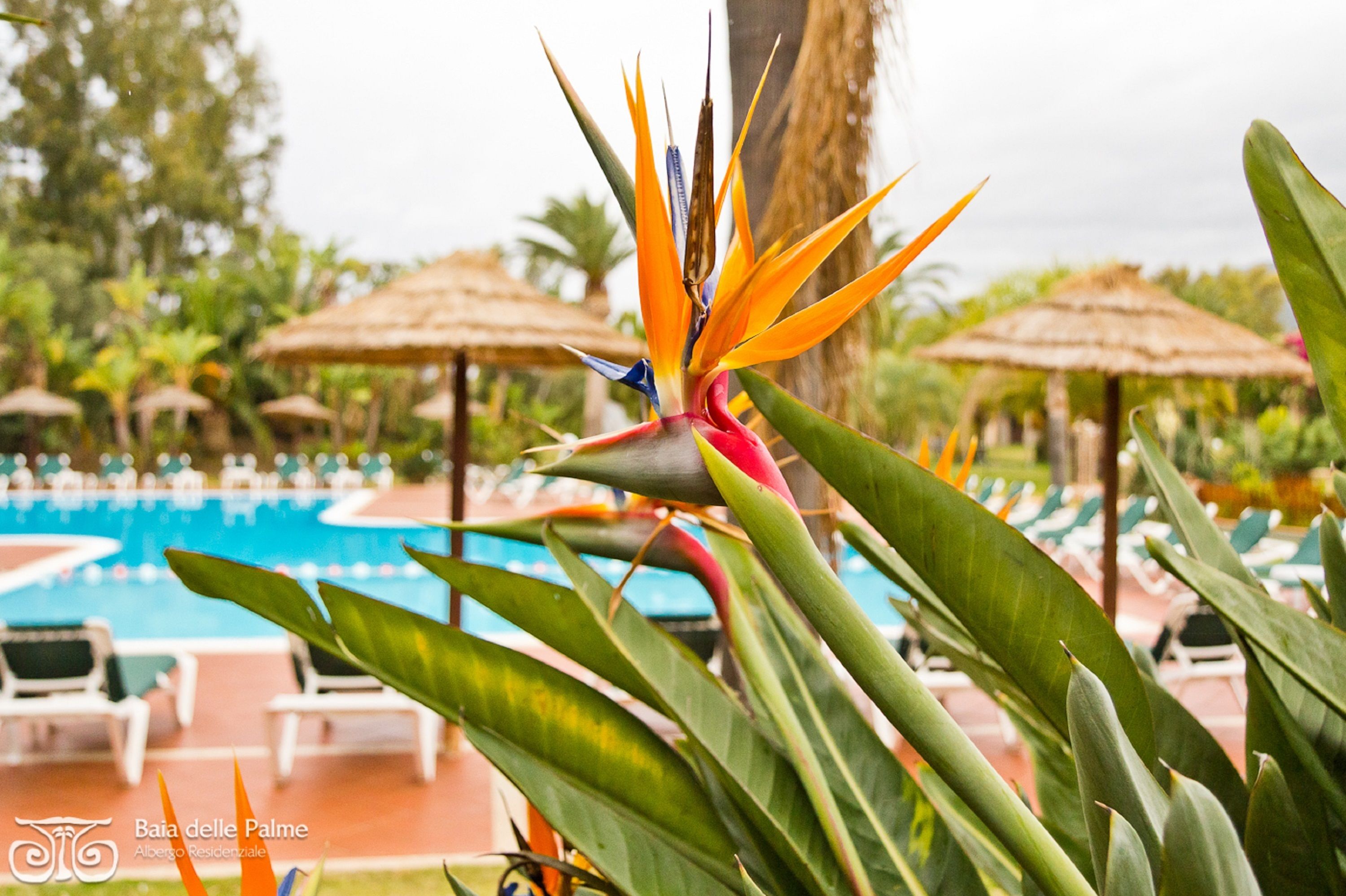 Outdoor pool, open 9:00 AM to 8:00 PM, pool umbrellas, pool loungers
