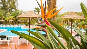 Un resort tropical con piscina, sillas de descanso y sombrillas de techo de paja.