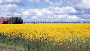 En blomstereng med gule blomster, en lade og træer i baggrunden.