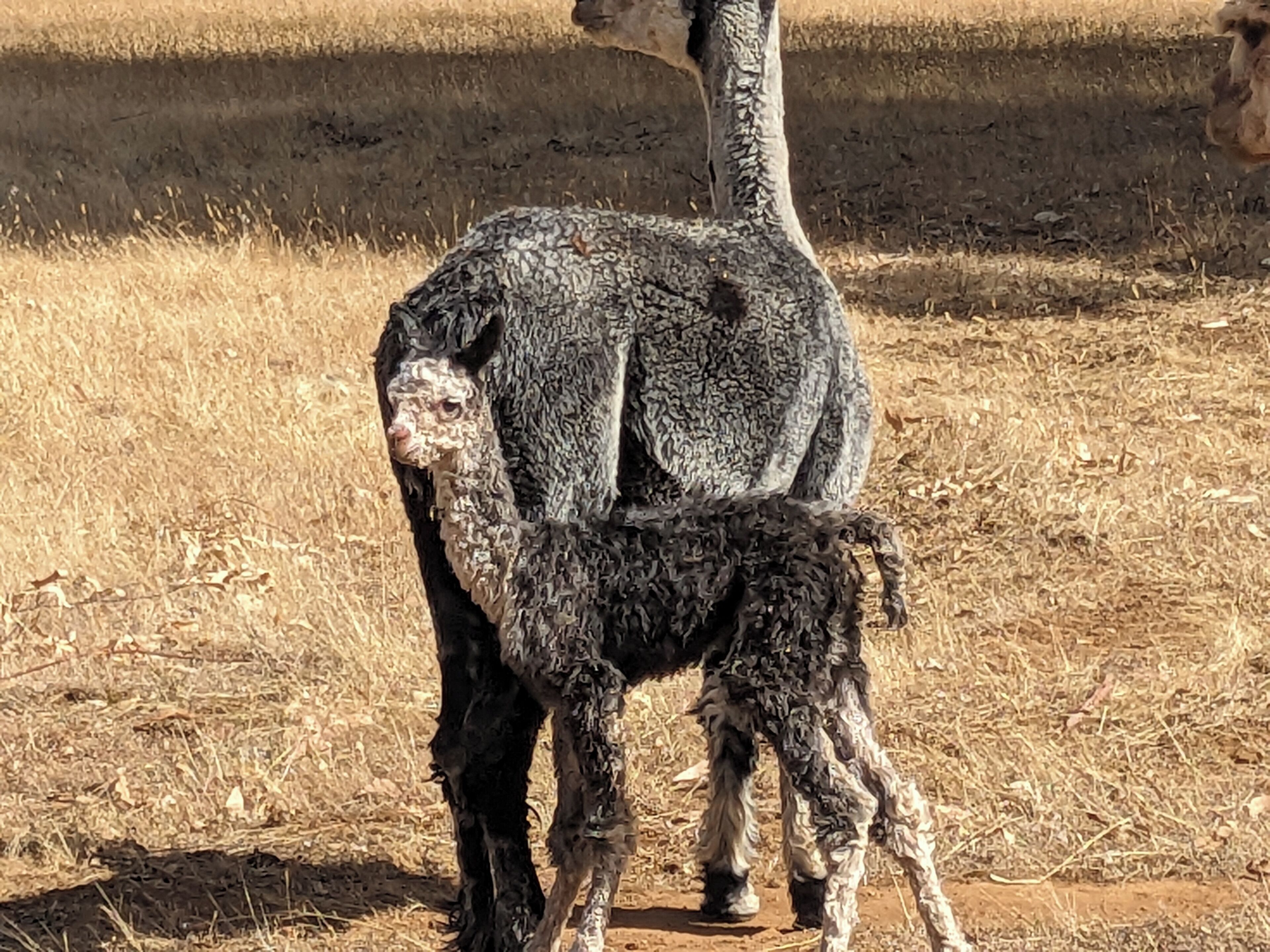 Un emú bebé con su madre en un campo seco y cubierto de hierba.