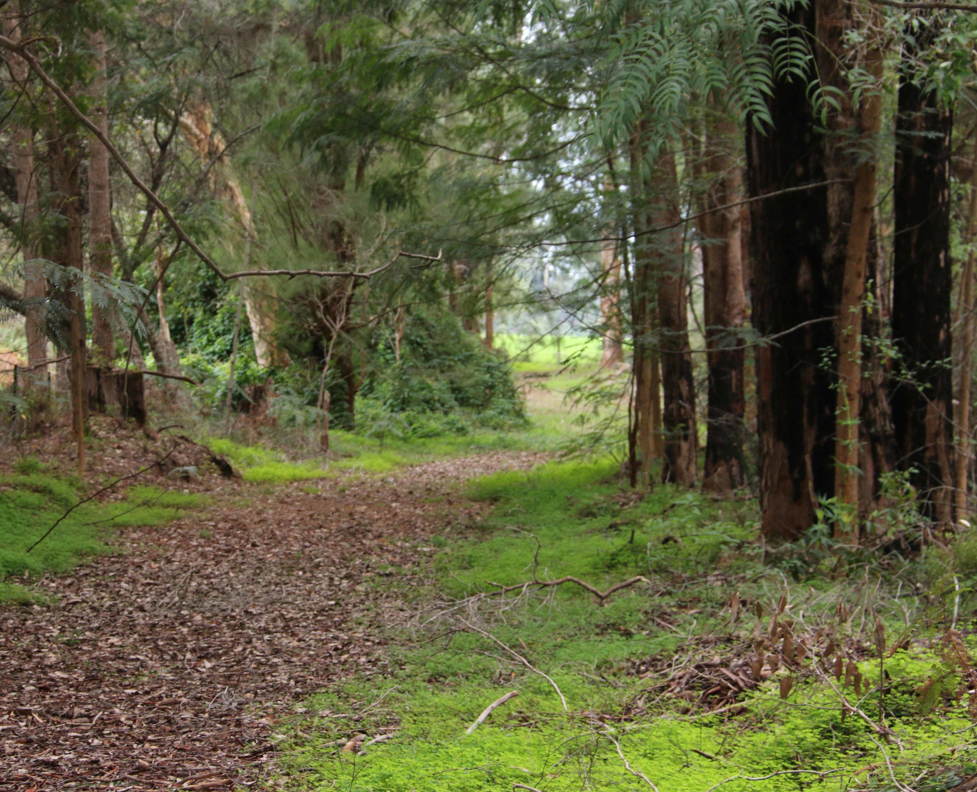 A forest path with dense trees and undergrowth.