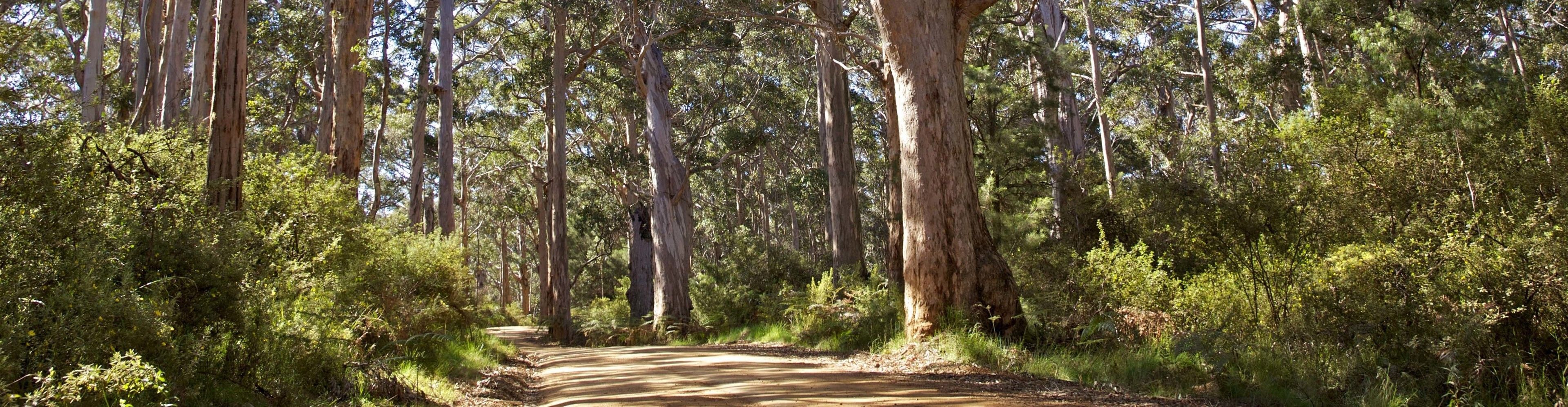 A dirt path through a dense eucalyptus forest.