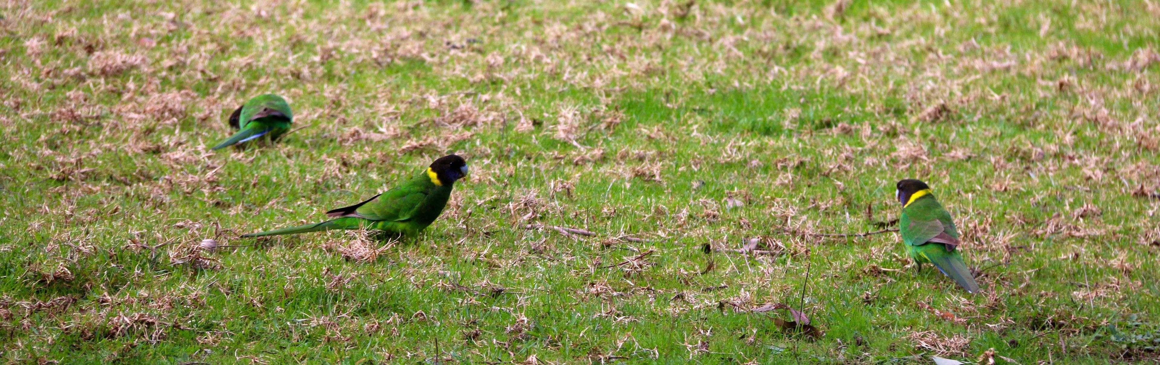 Three birds on a grassy field.