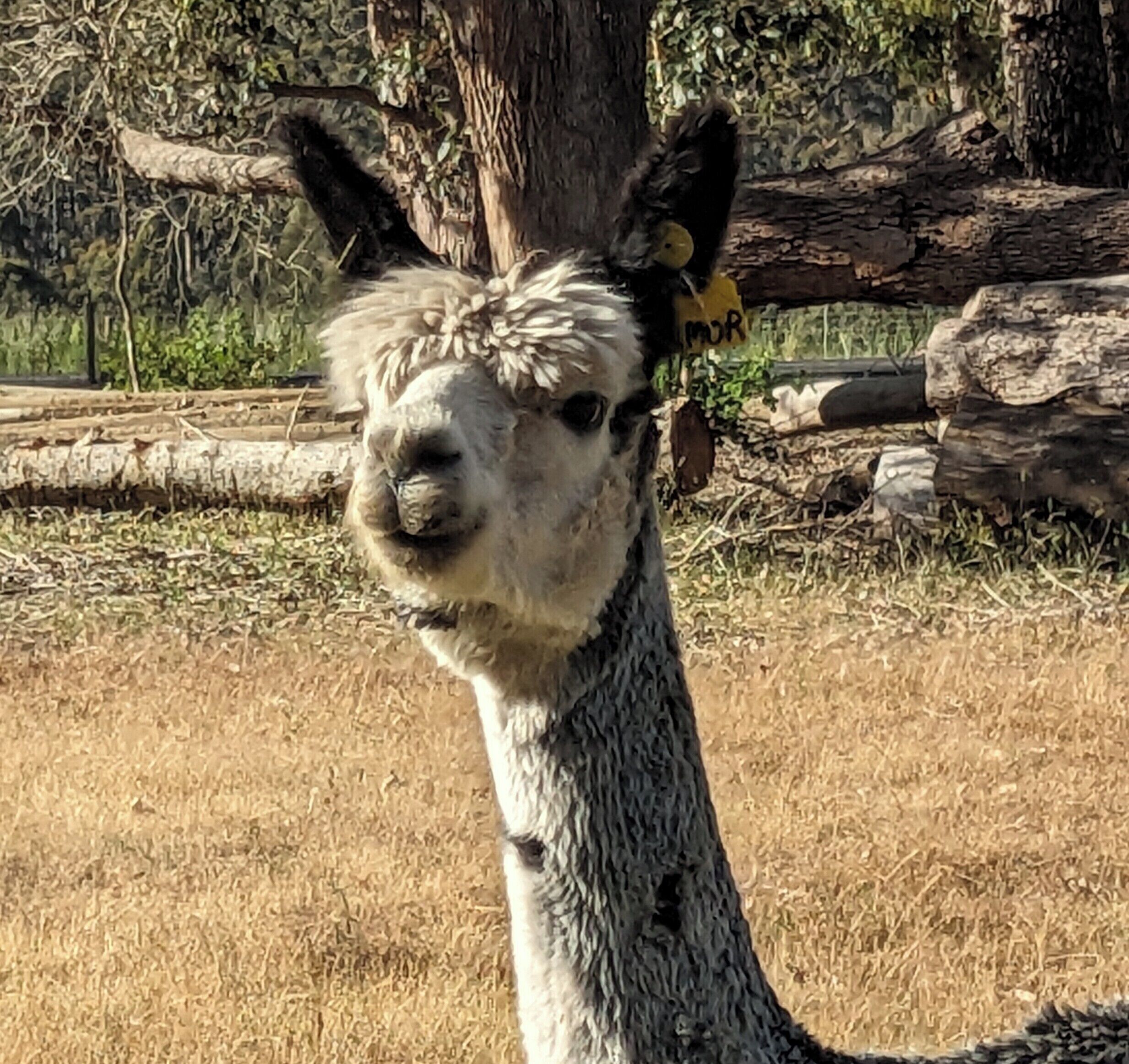 A llama with a yellow tag on its ear, standing in a dry grassy area with trees and logs in the background.
