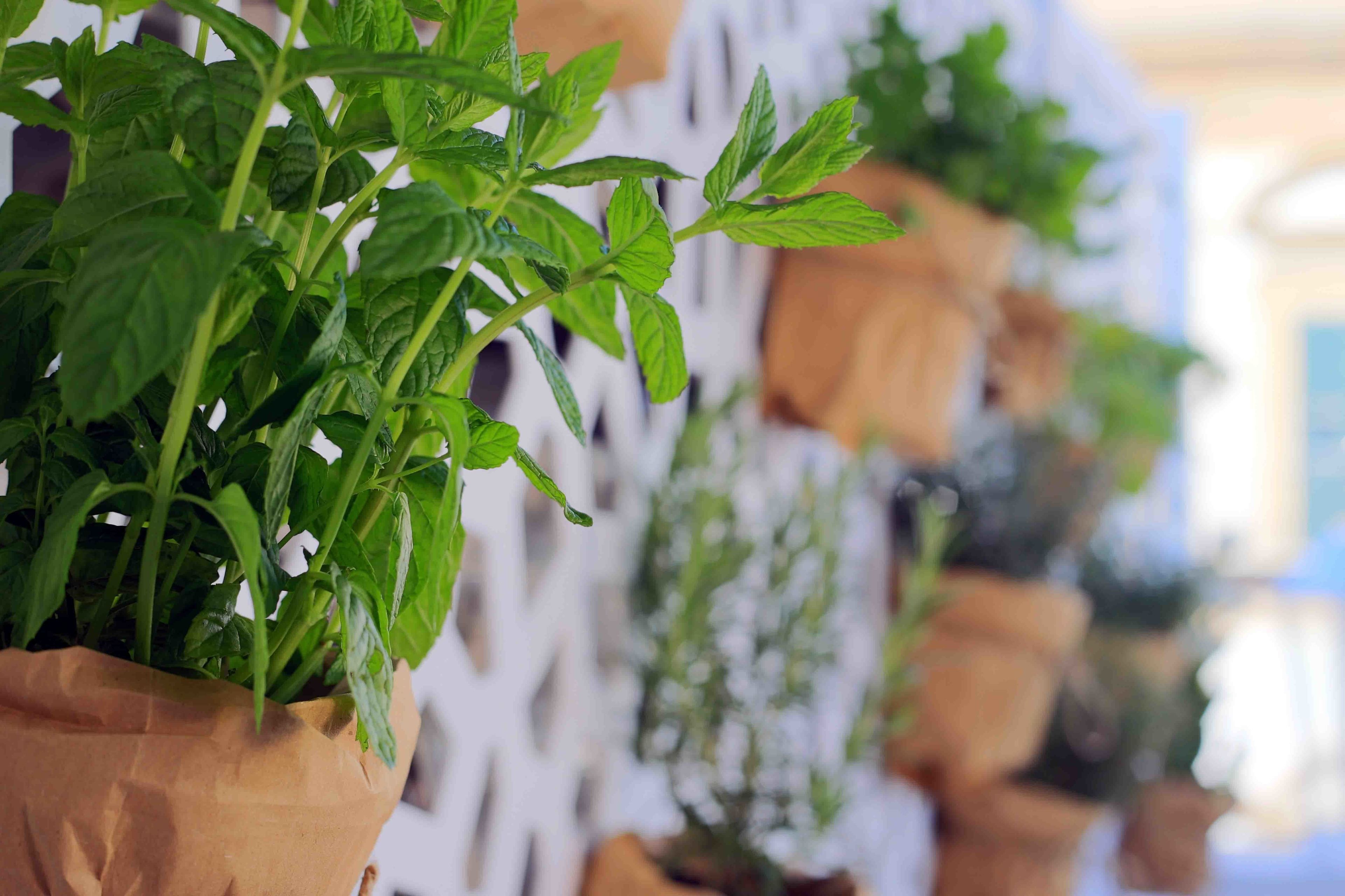 Una hilera de macetas con plantas de hojas verdes, dispuestas frente a una pared blanca con un diseño geométrico.