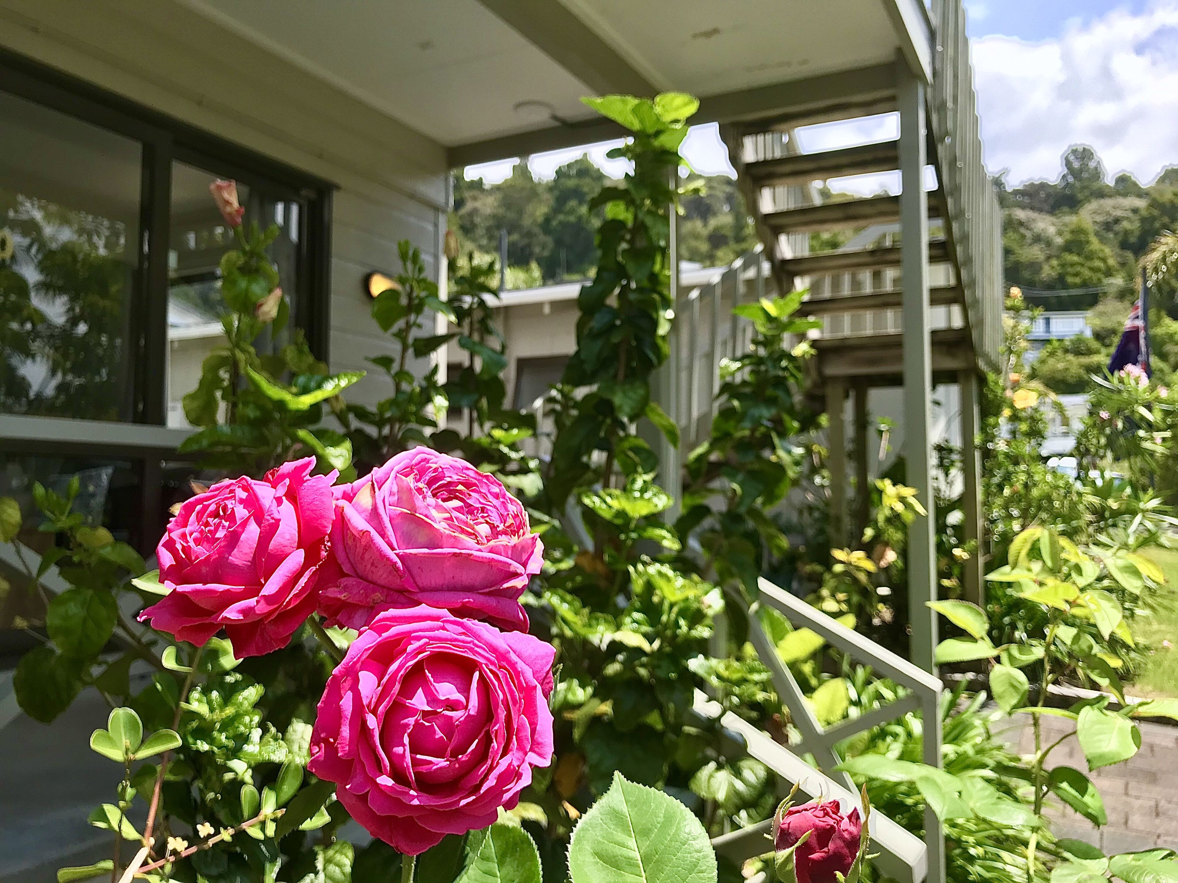 Un jardin orné de roses roses et de feuillage vert.