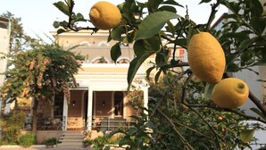 A building with a classical architectural style, featuring a central entrance with steps and columns, surrounded by greenery and lemon trees. - Villa Pirandello (Rome)