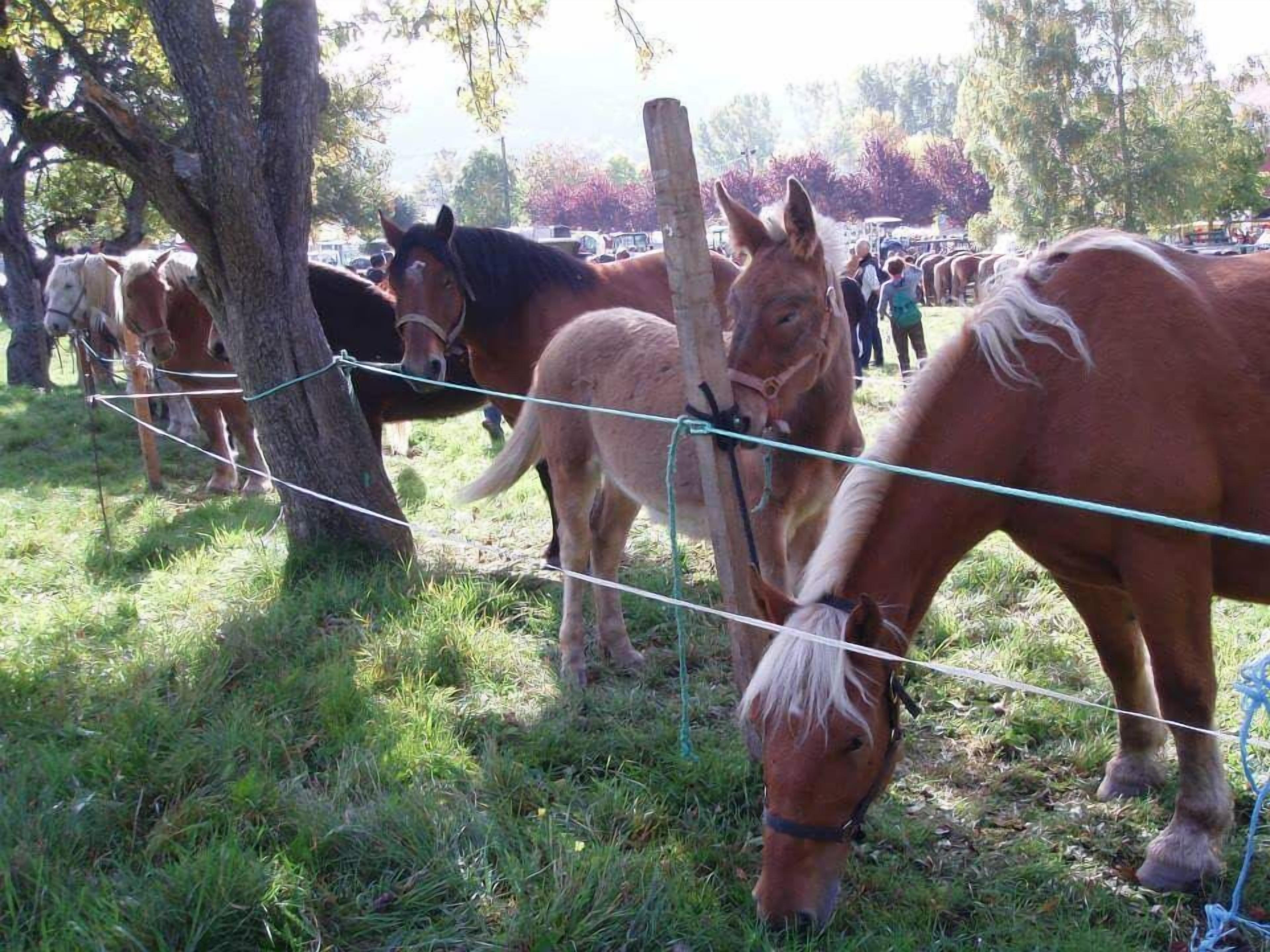 Un establo con caballos pastando, rodeado de árboles y una valla.