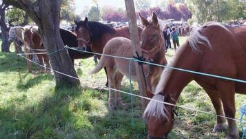 Un establo con caballos pastando, rodeado de árboles y una valla.