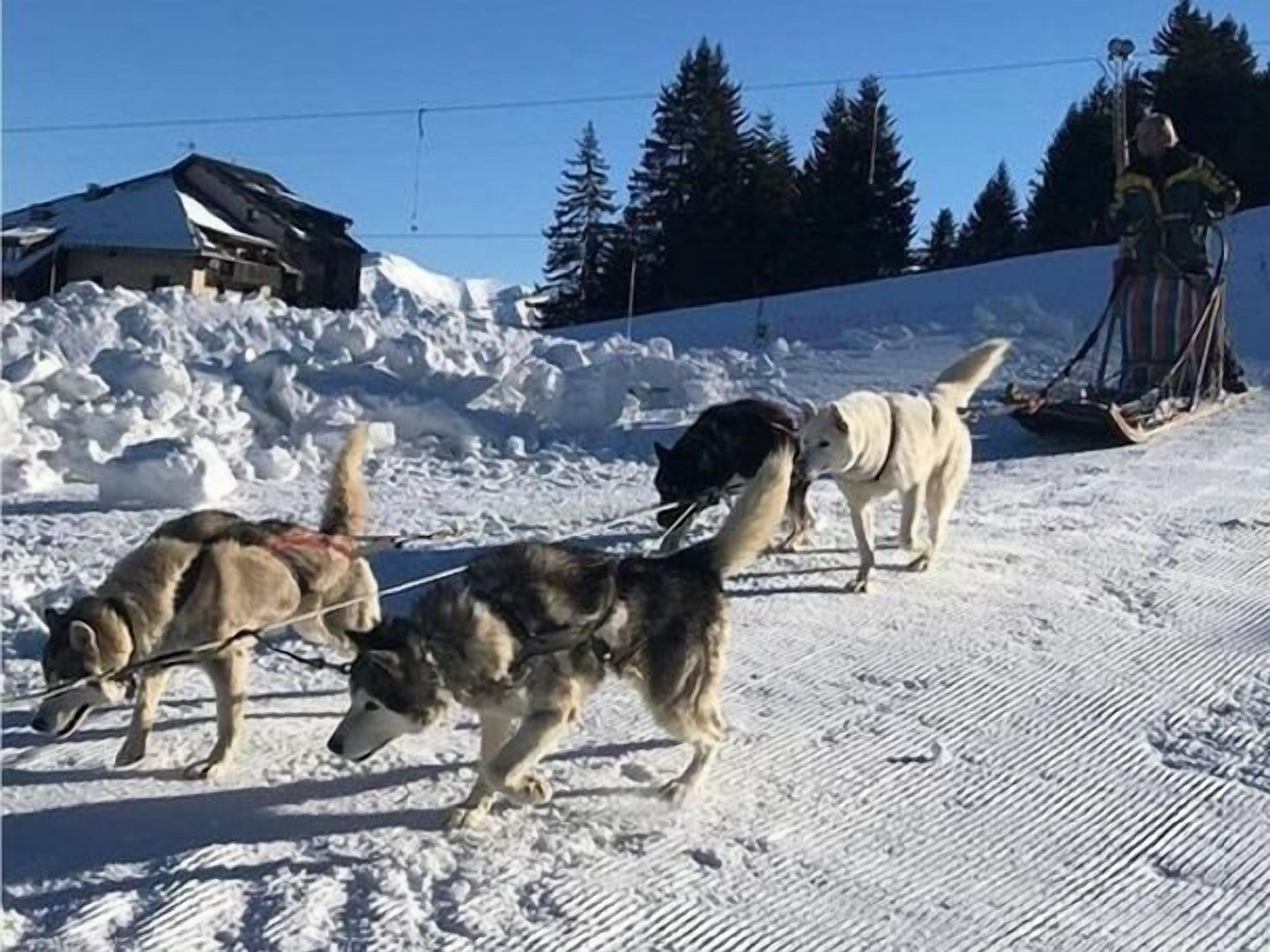 Un paysage enneigé avec une luge tirée par trois chiens.