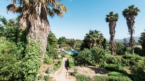 Un exuberante jardín con altas palmeras y un cielo azul brillante.