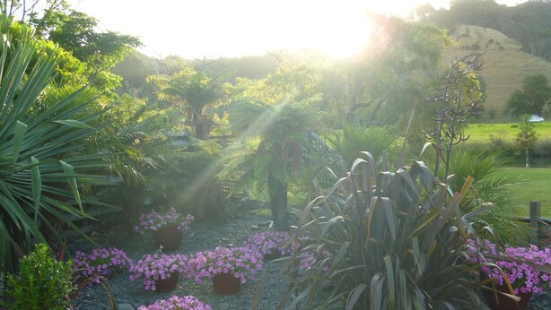 Un jardín con diversas plantas y flores, incluyendo flores púrpuras en macetas, rodeado de rocas y follaje.