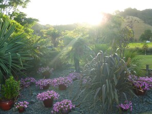 A garden with various plants and flowers, including purple flowers in pots, surrounded by rocks and greenery.