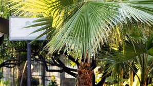 A garden with a palm tree, a large decorative vase, and a sign. - Park Oasi Residence (Zambrone)
