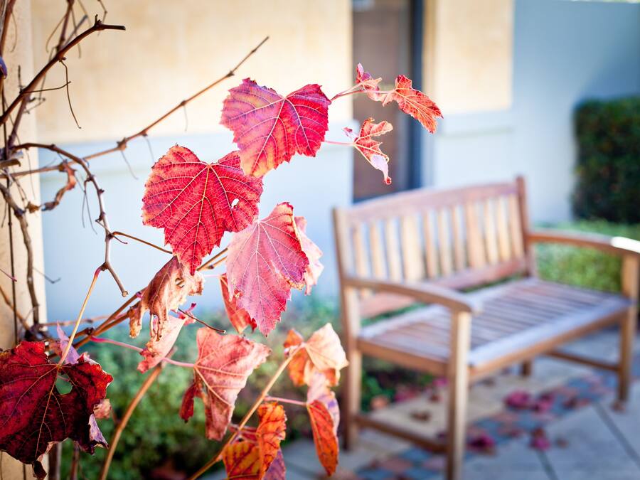 Un banco de madera en un jardín con hojas rojas y naranjas al frente.