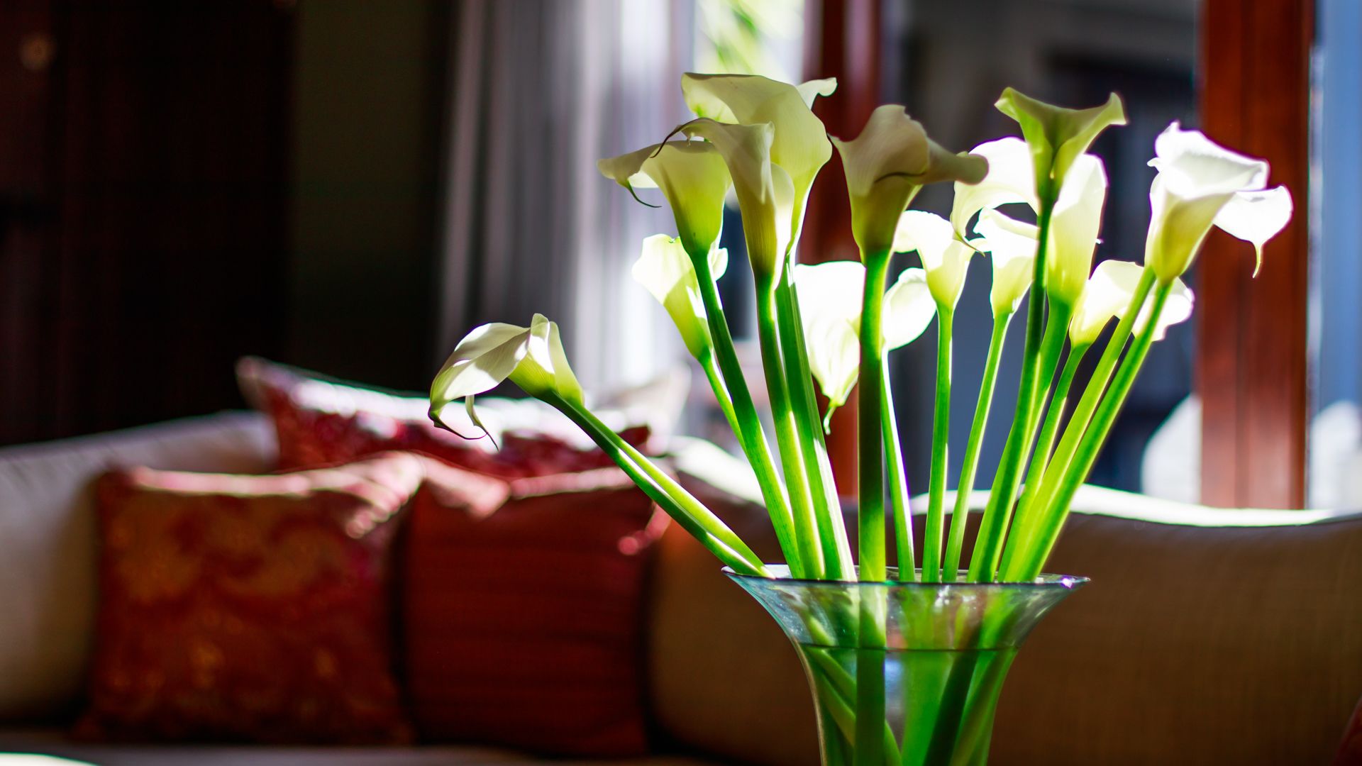 Un jarrón con flores blancas sobre una mesa.