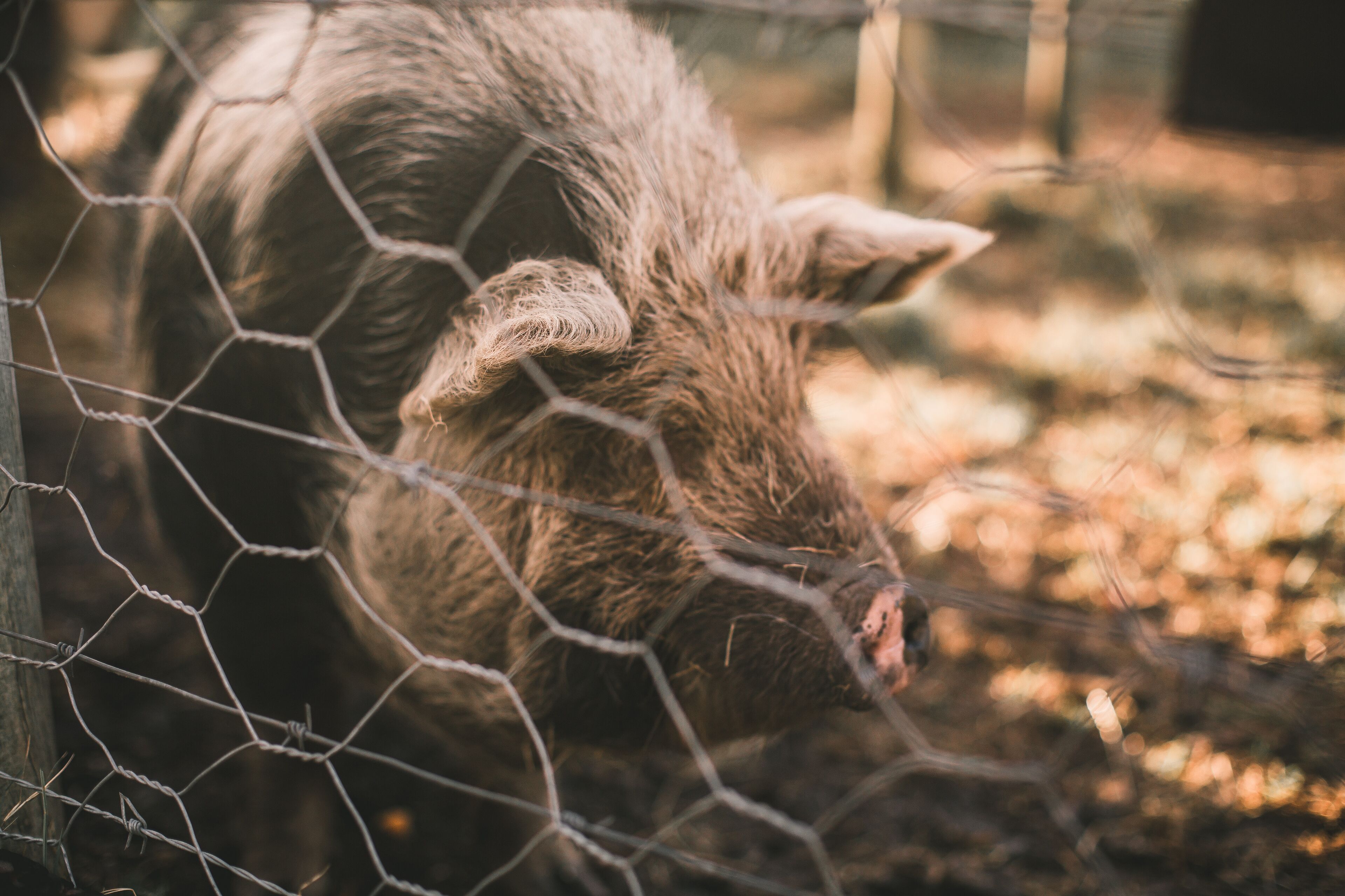 A pig behind a wire fence.