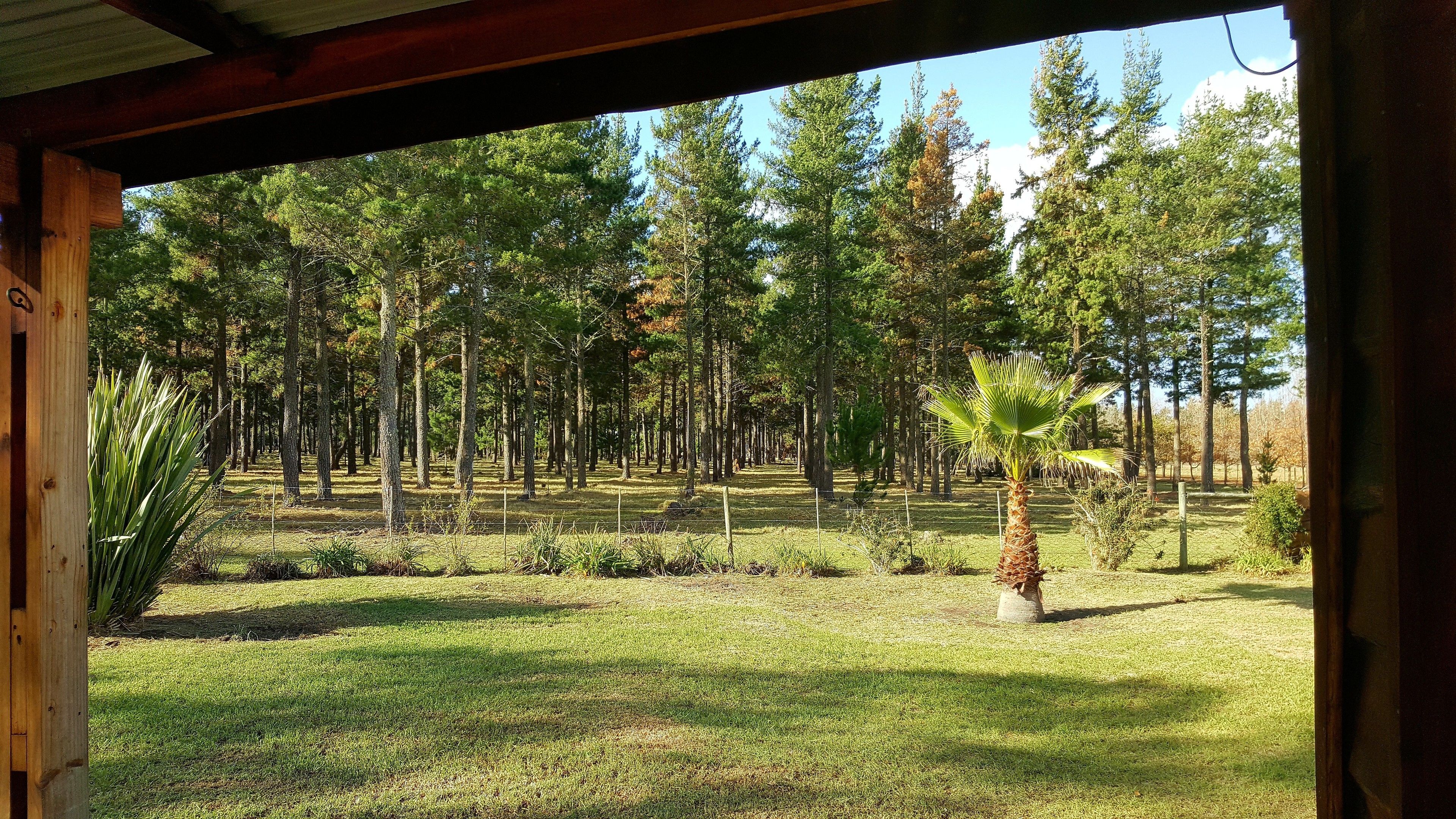 A view from inside a building looking out at a grassy area with a palm tree and a fence.