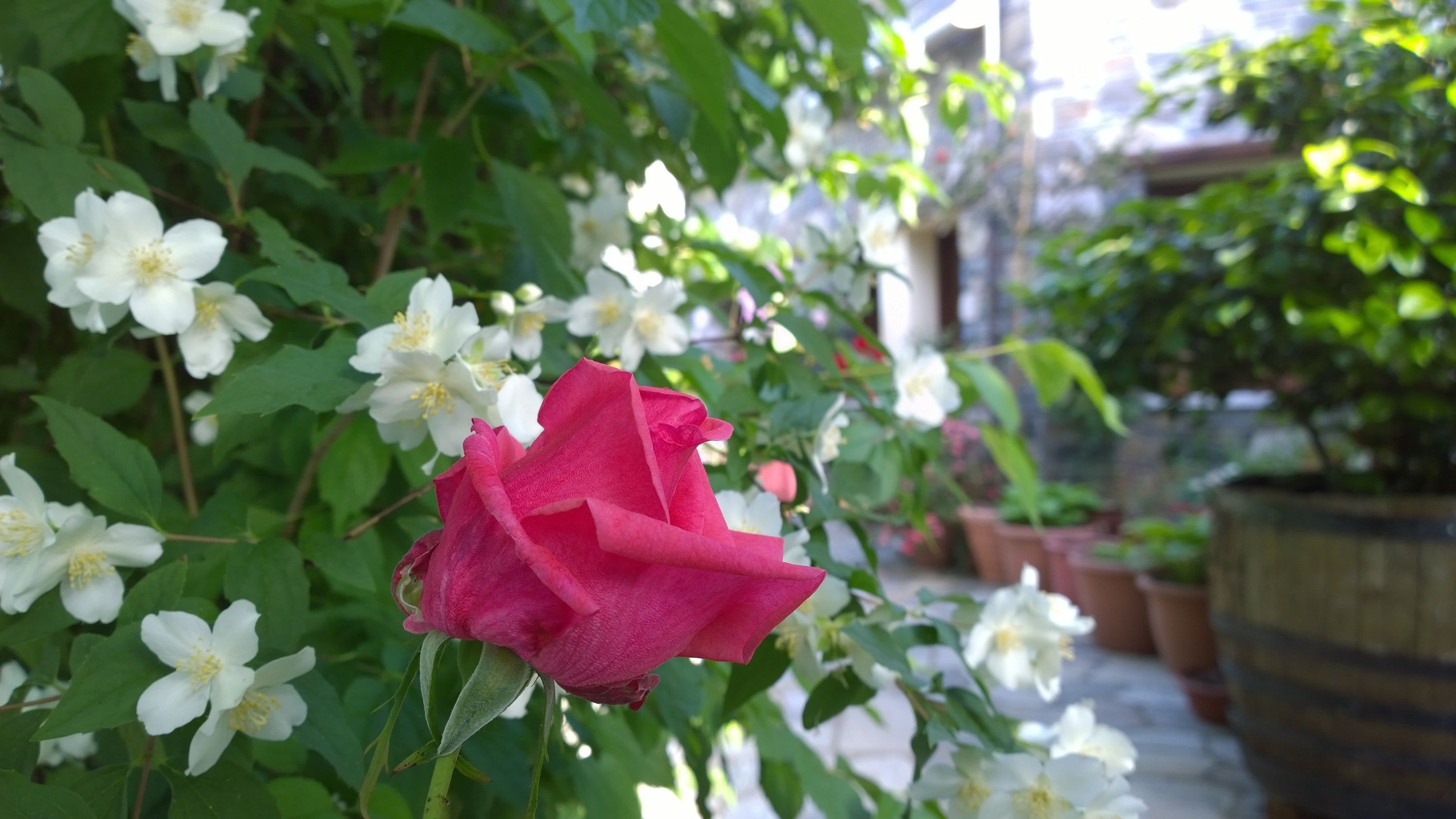 Un jardín con flores blancas y una sola rosa rosa.