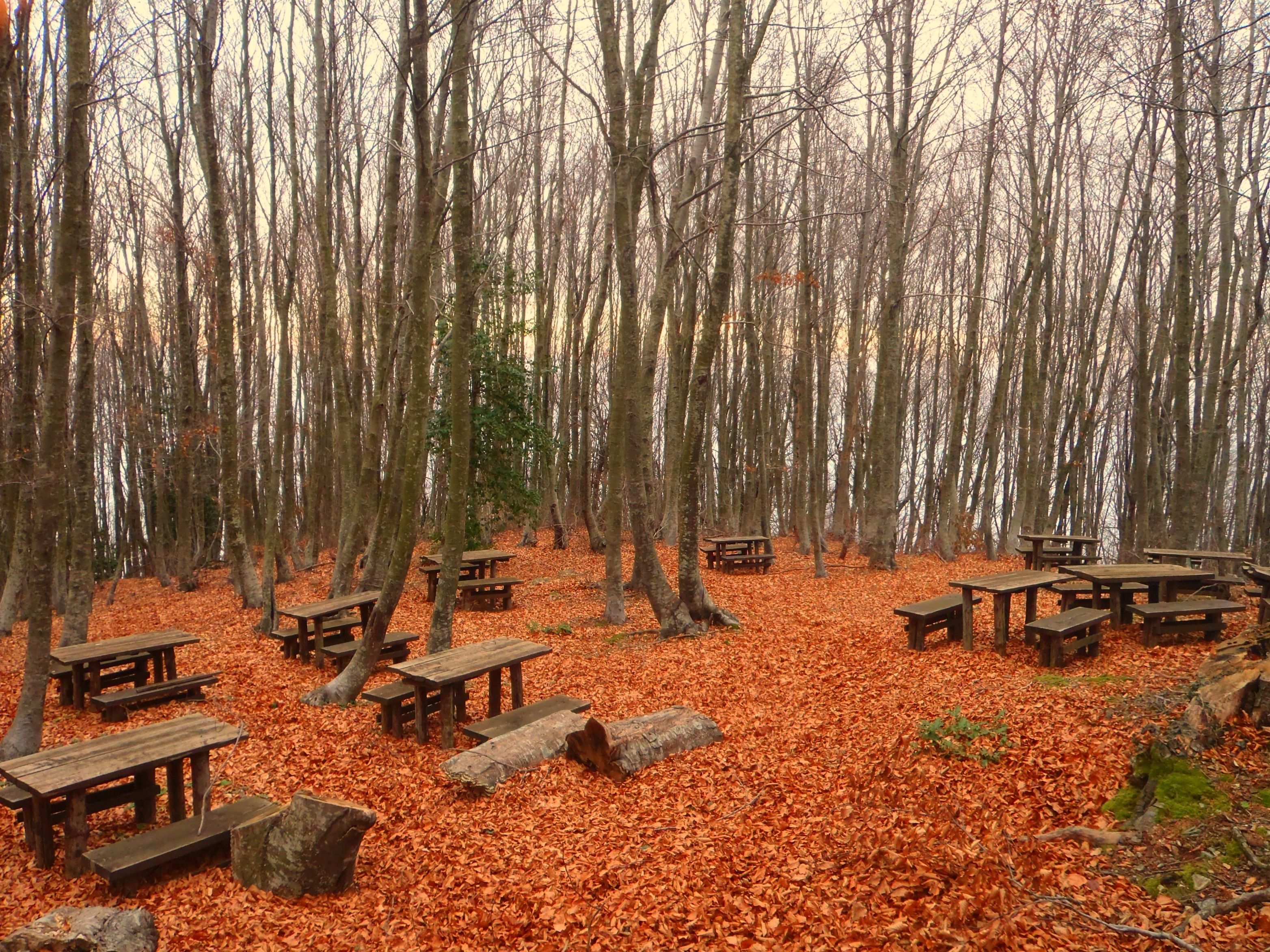 Une zone boisée où l’on trouve plusieurs tables de pique-nique en bois, disséminées au milieu des feuilles mortes.