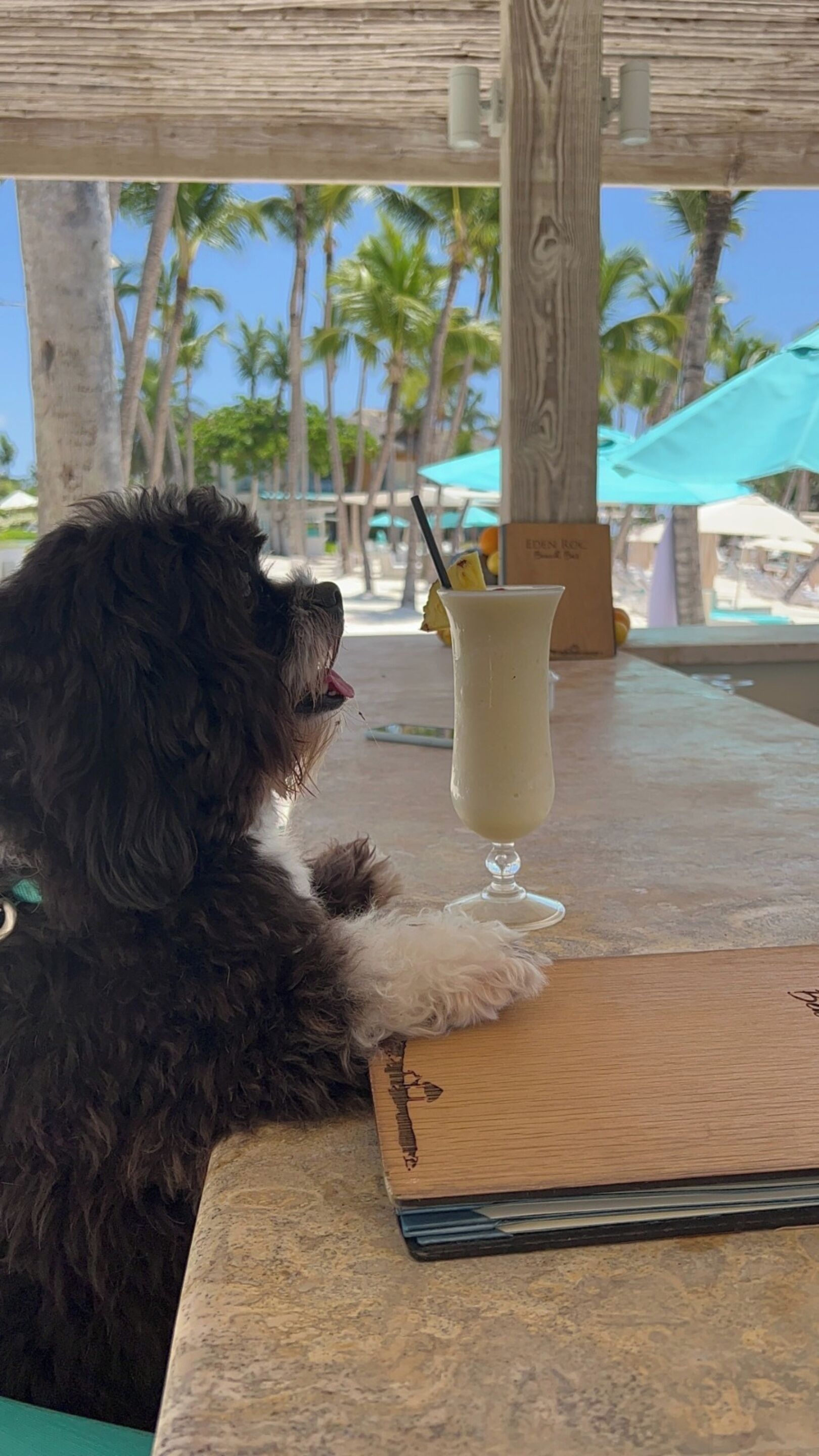 pet-friendly amenities