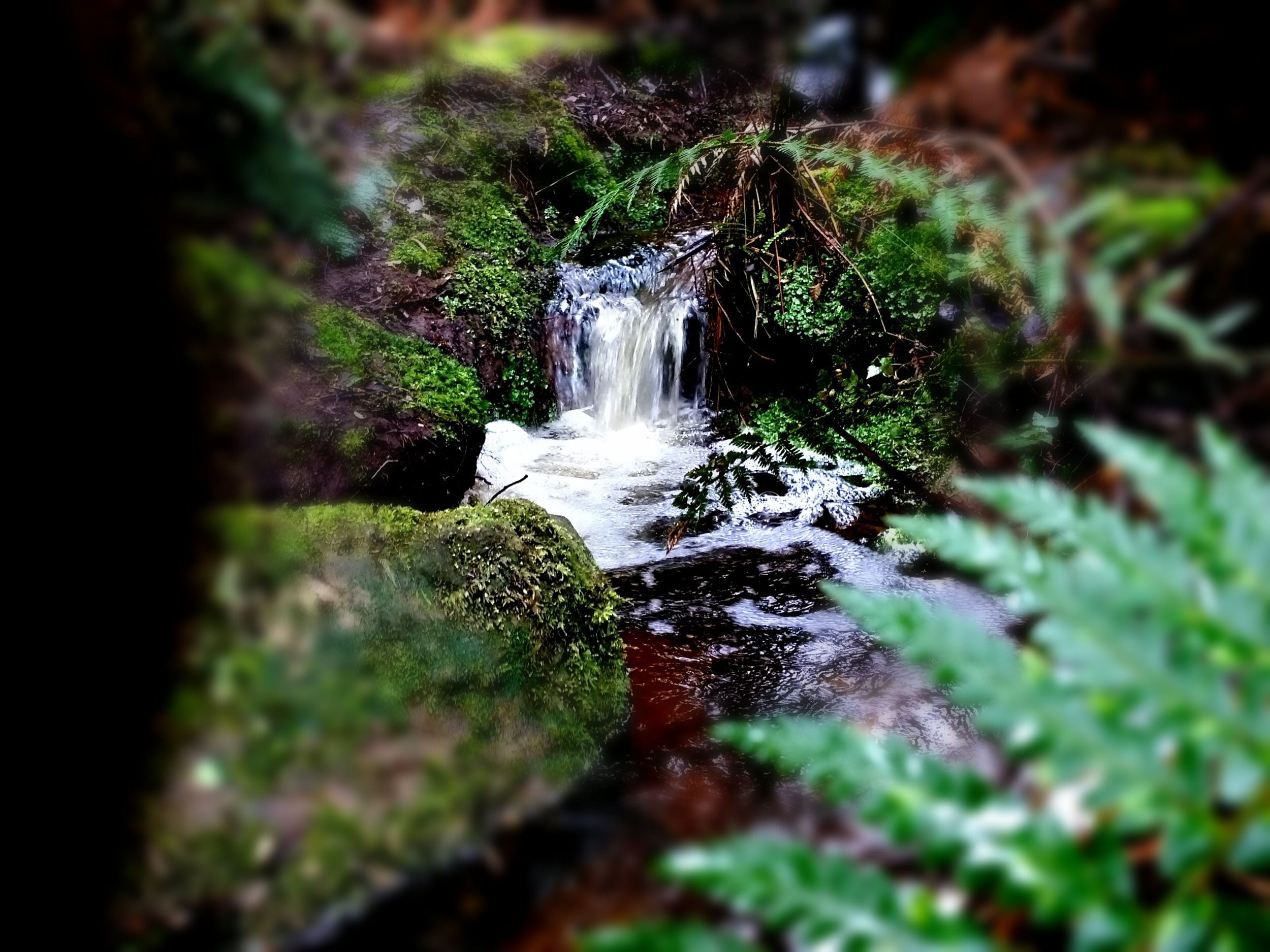 A small waterfall surrounded by lush greenery.