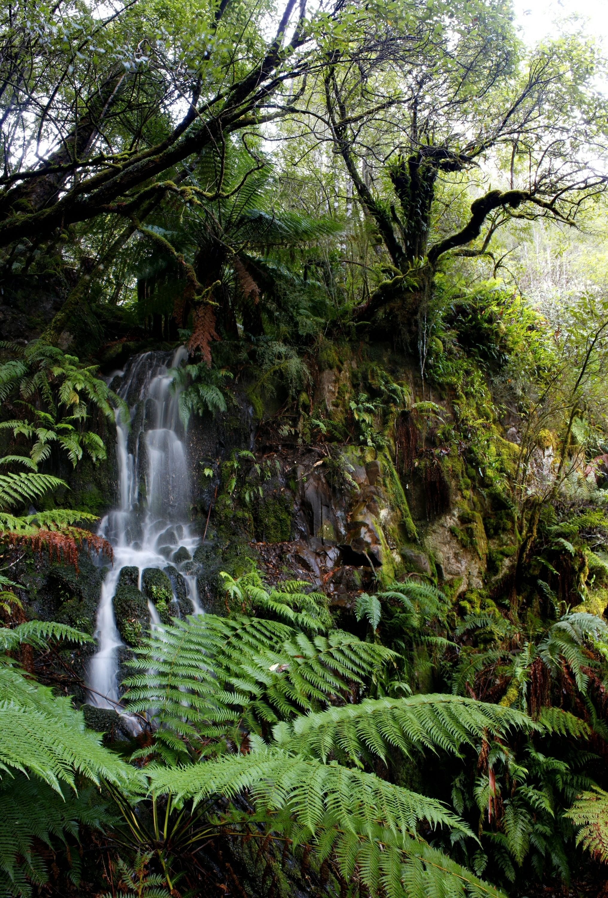 A lush forest with a waterfall and dense ferns.