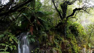 A lush forest with a waterfall and dense ferns.