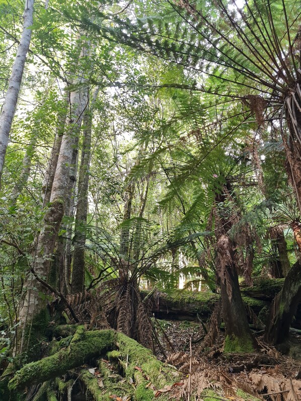Un bosque denso con árboles altos y helechos.
