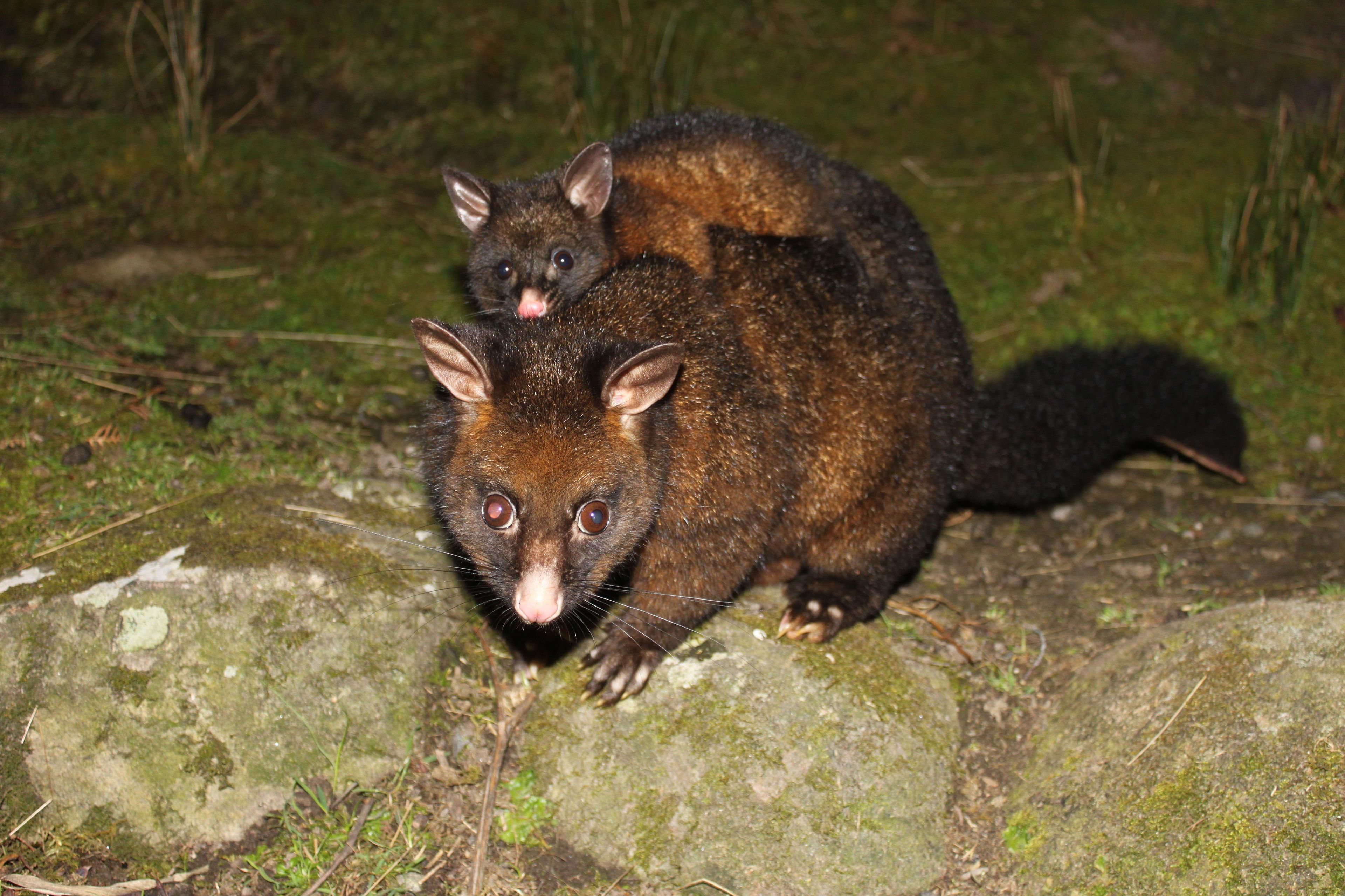 Two brown animals with large eyes on a moss-covered rock.