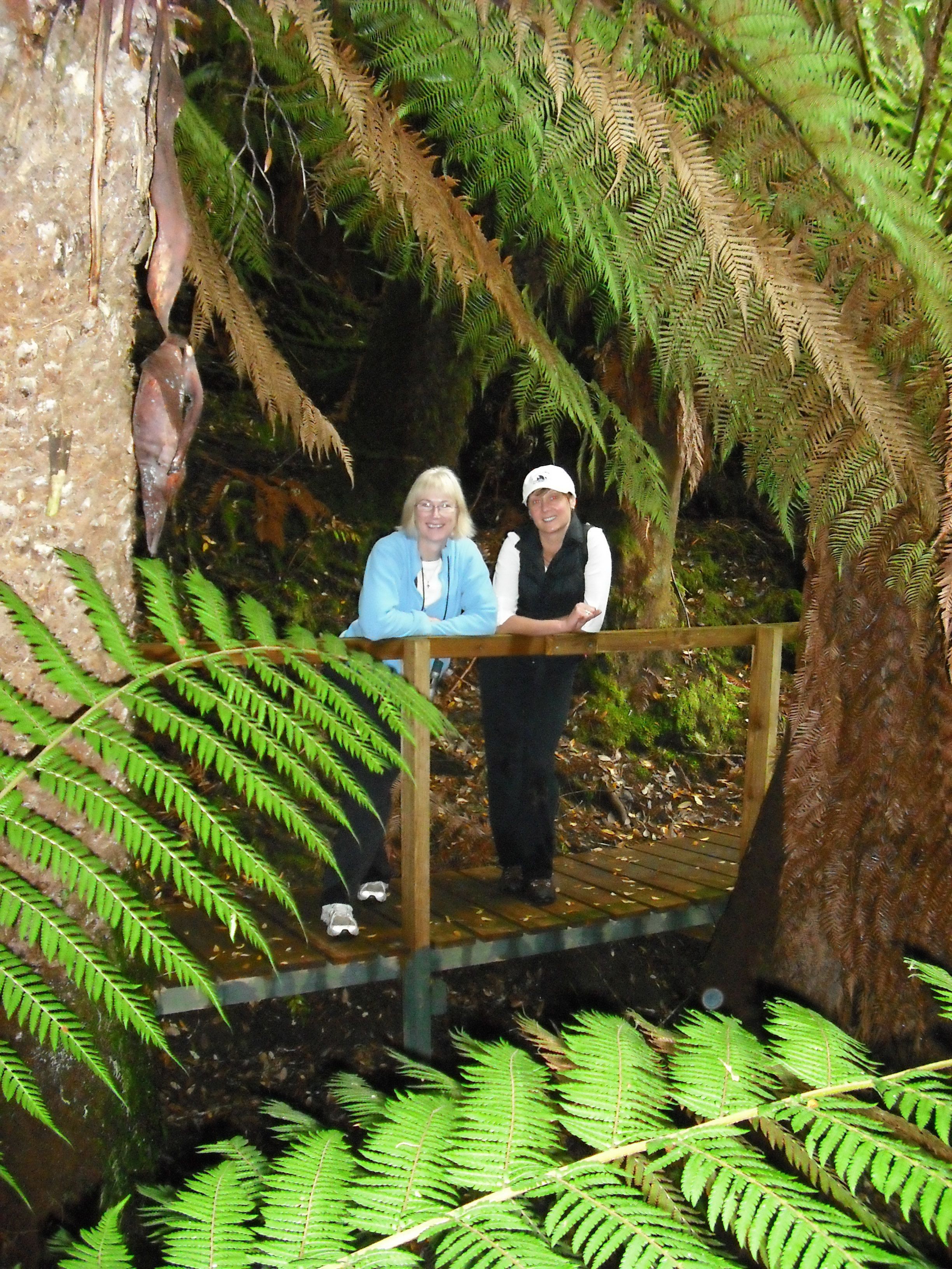 Un puente de madera en un área boscosa con helechos y árboles densos.