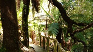 Pasarela de madera con baranda, rodeada de árboles y helechos.