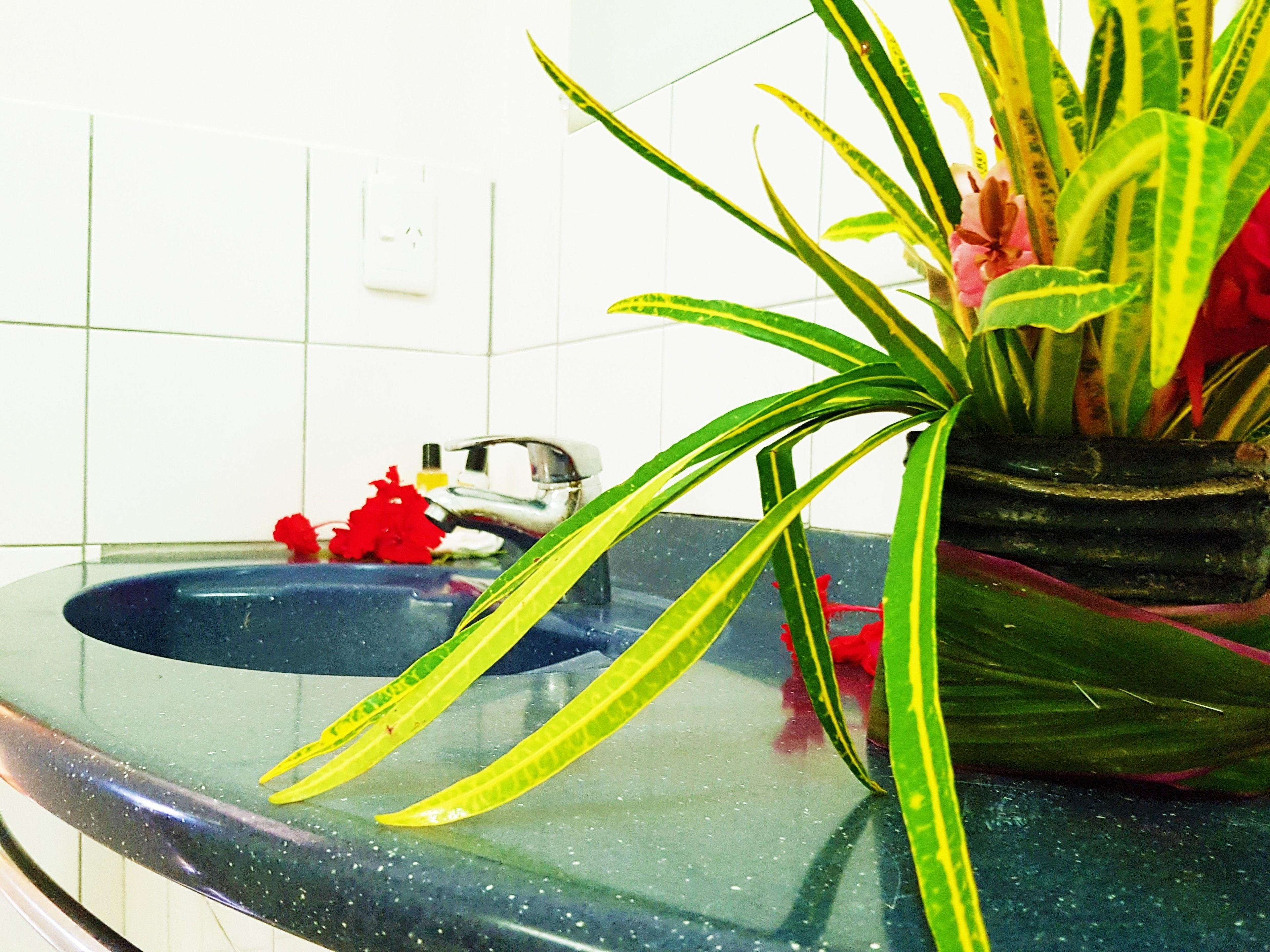 A bathroom with a glass sink, a potted plant, and a red flower.