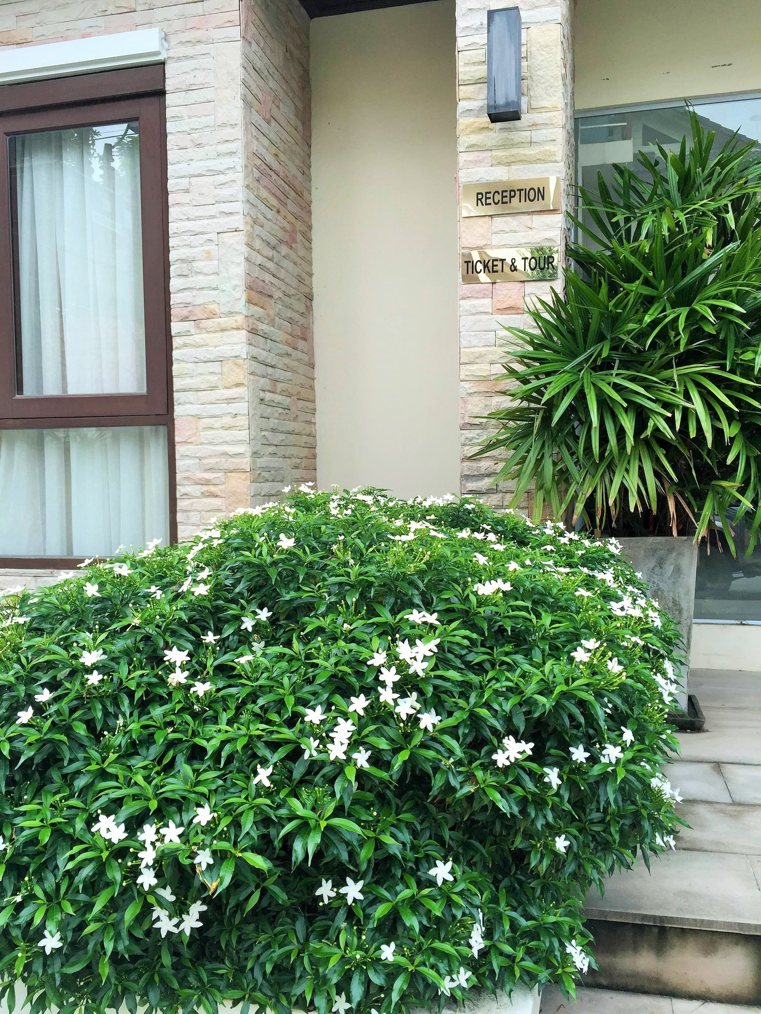 Un área de recepción con una pared de piedra, un cartel que dice 'RECEPTION' y 'TICKET & TOUR', y una planta grande en maceta con flores blancas.